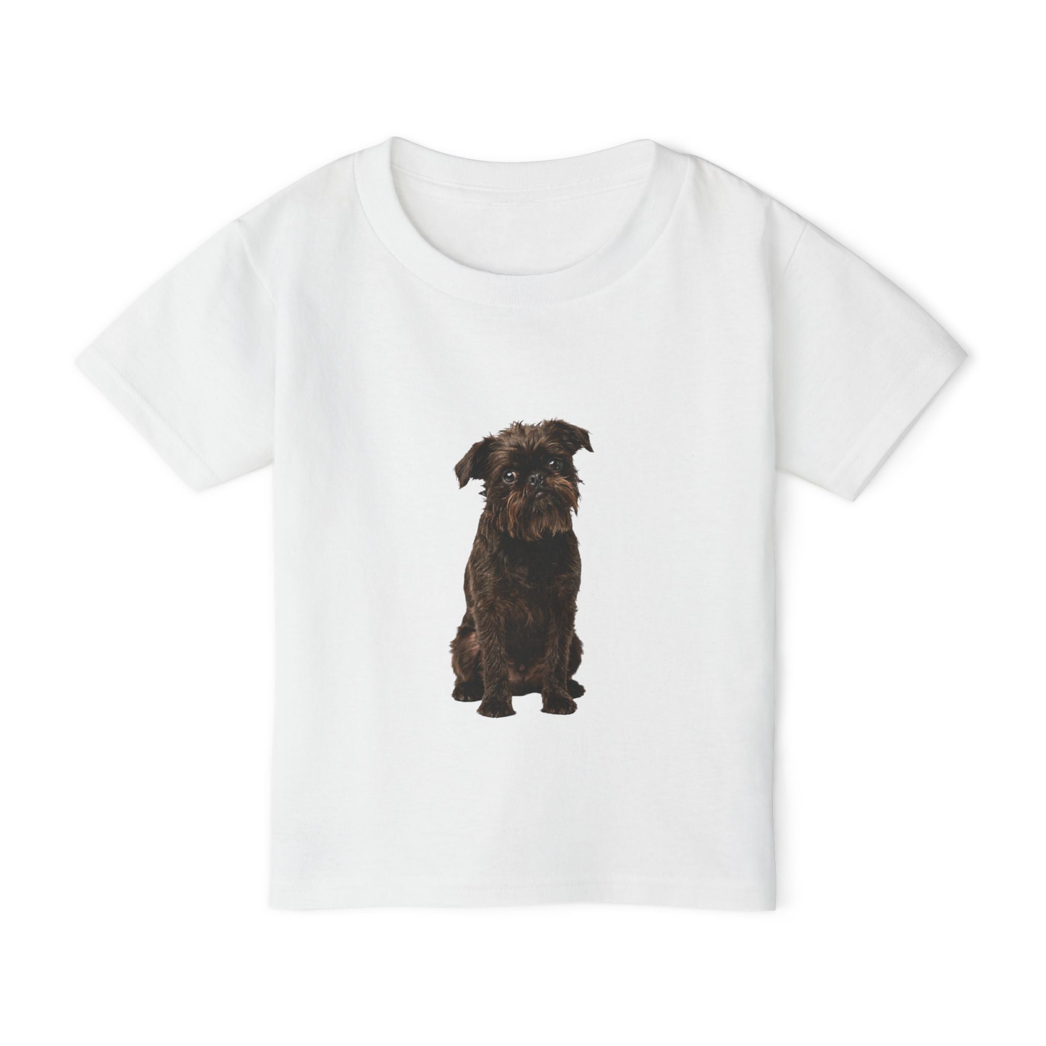 Gizmo - Brussels Griffon in Colour