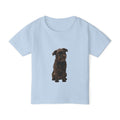 Gizmo - Brussels Griffon in Colour