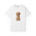 Poppy - Cavoodle