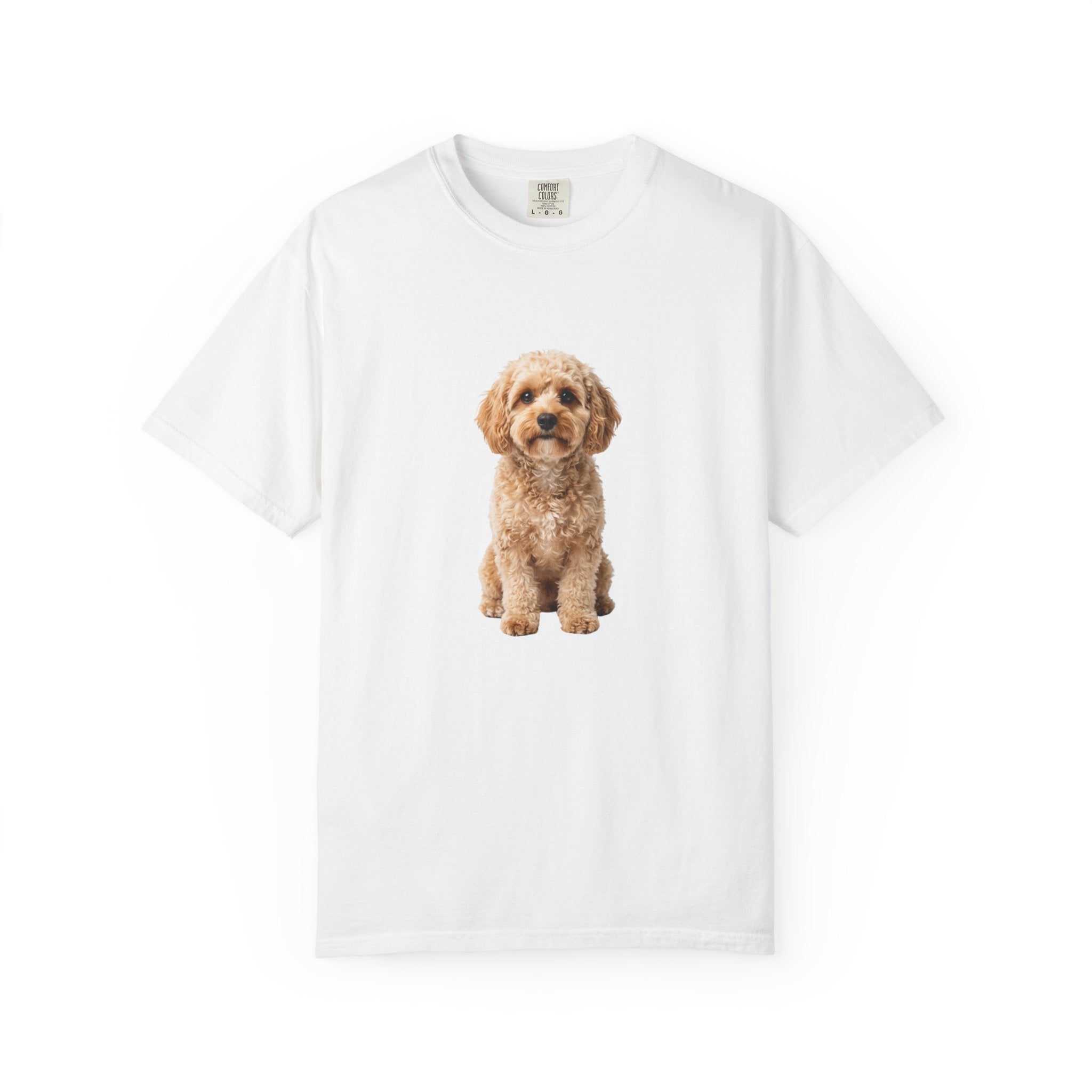 Poppy - Cavoodle